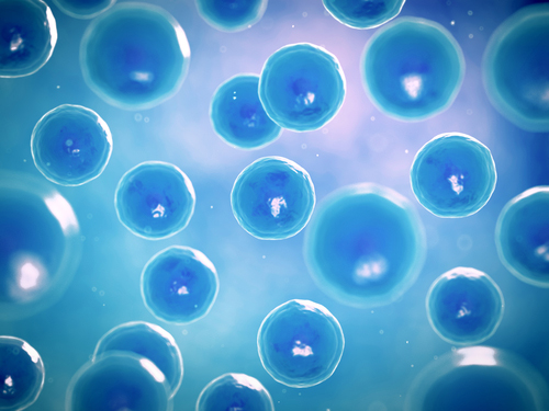 Ringiovanimento Ovociti