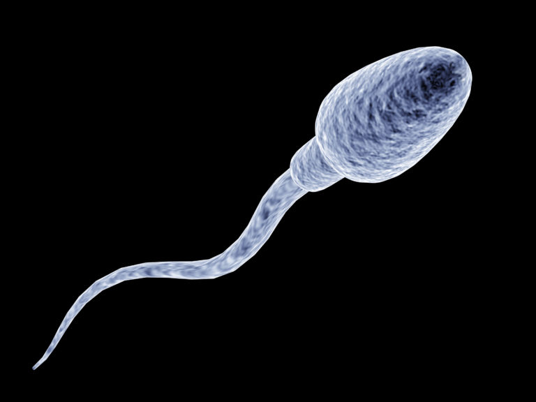Spermatozoo e sterilità