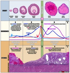 Paolo-Giardina-Progesterone